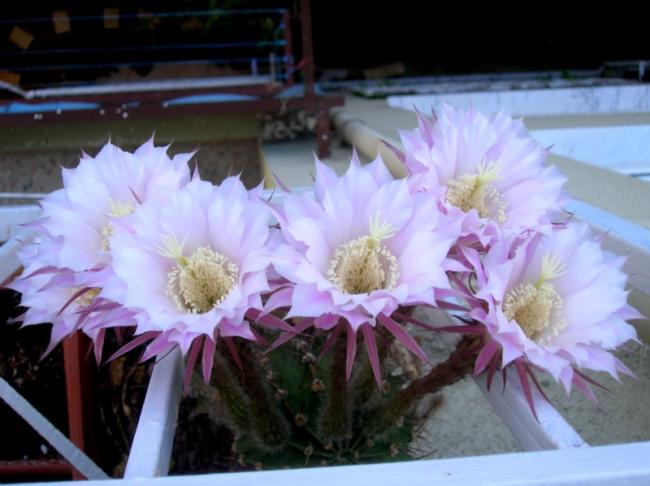 Name:  DSCN5718.jpg
Views: 606
Size:  39.9 KB