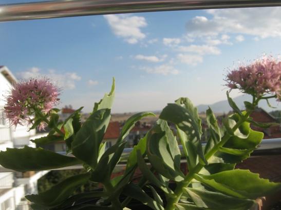 Name:  sedum autumn joy.jpg
Views: 1022
Size:  30.1 KB