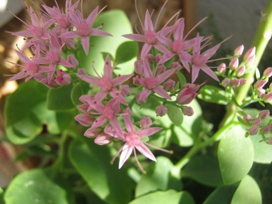 Name:  sedum autumn.jpg
Views: 1022
Size:  34.0 KB