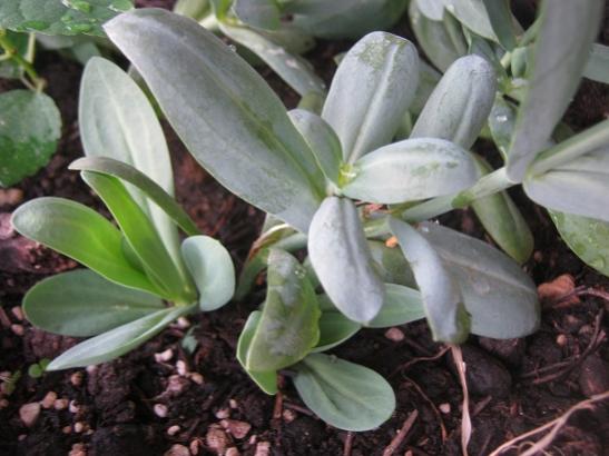 Name:  lisianthus srgnleri.jpg
Views: 1070
Size:  37.1 KB