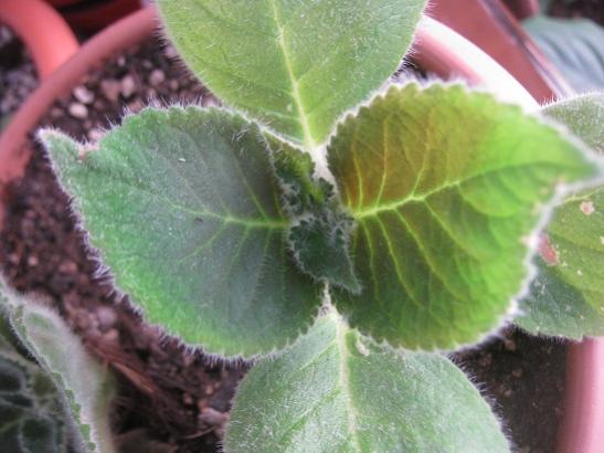 Name:  kohleria.jpg
Views: 1152
Size:  35.3 KB