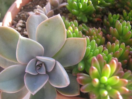 Name:  s rubrotinctum-graptopetalun.jpg
Views: 1011
Size:  31.2 KB