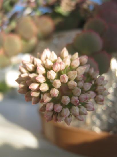 Name:  sedum s.1.jpg
Views: 1272
Size:  22.3 KB