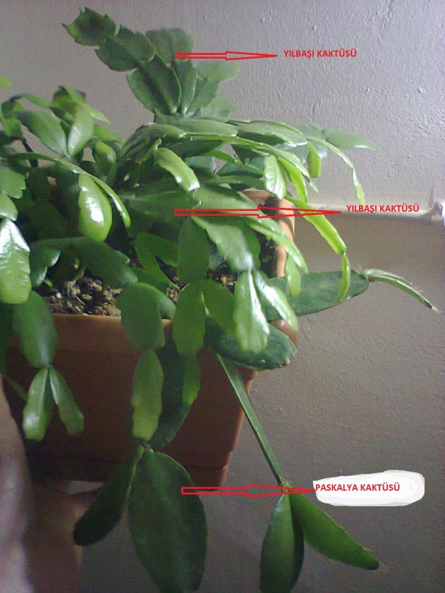 Name:  Fotoraf1097.jpg
Views: 890
Size:  69.6 KB