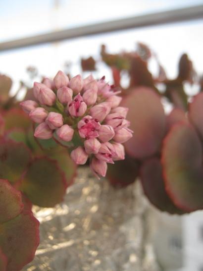 Name:  sedum sieboldii1.jpg
Views: 947
Size:  22.2 KB