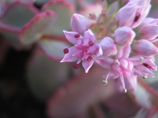 Name:  sedum sieboldii2.jpg
Views: 965
Size:  56.4 KB