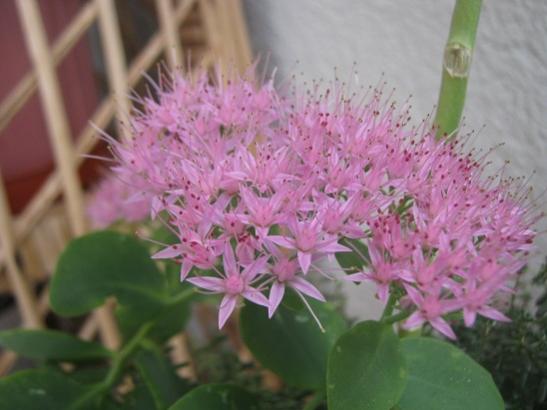 Name:  sedum autumn joy.jpg
Views: 958
Size:  29.9 KB