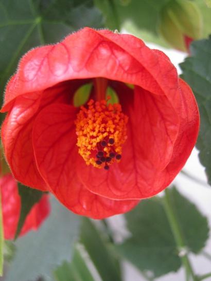 Name:  abutilion.jpg
Views: 1220
Size:  25.0 KB