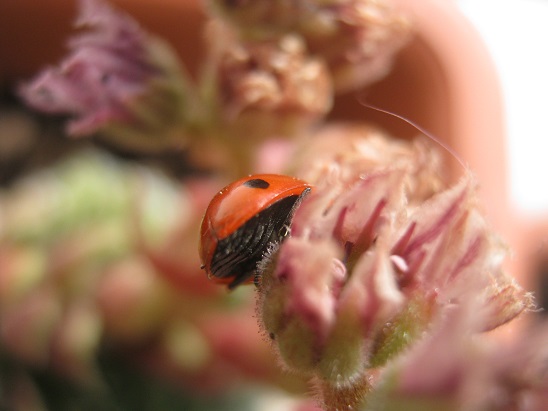 Name:  uur b3.jpg
Views: 836
Size:  55.4 KB