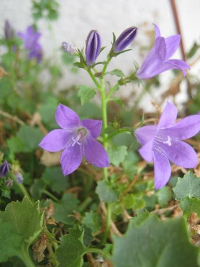 Name:  campanula.jpg
Views: 809
Size:  29.4 KB