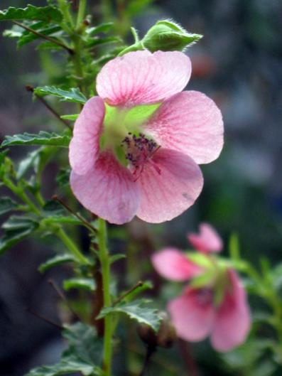 Name:  IMG_3081.jpg
Views: 966
Size:  27.1 KB