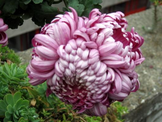 Name:  IMG_3325.jpg
Views: 996
Size:  36.8 KB