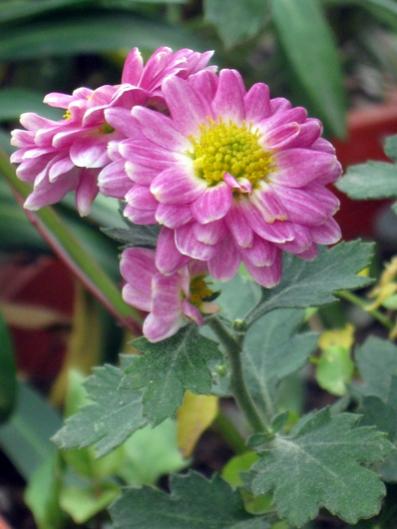 Name:  IMG_3330.jpg
Views: 911
Size:  31.0 KB