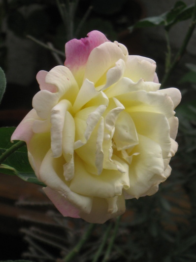 Name:  IMG_3371.JPG
Views: 863
Size:  64.5 KB