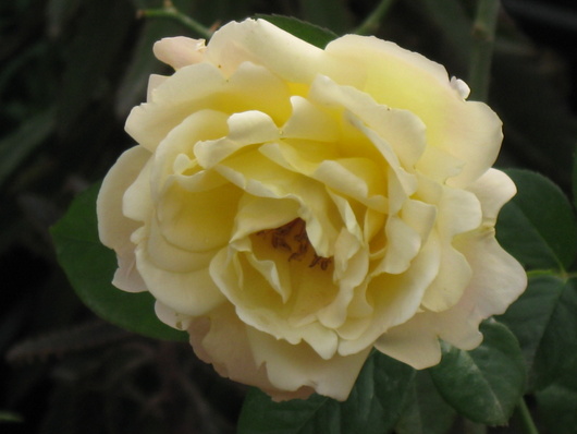 Name:  IMG_3372.JPG
Views: 641
Size:  65.3 KB