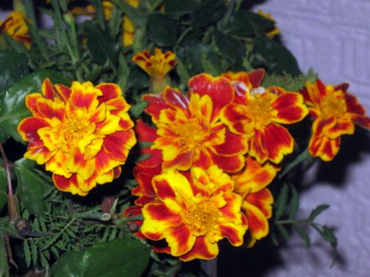 Name:  IMG_3381.jpg
Views: 856
Size:  37.6 KB