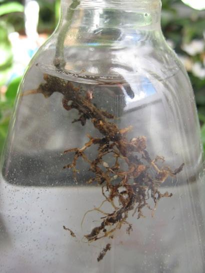 Name:  lacunosa.jpg
Views: 839
Size:  29.5 KB