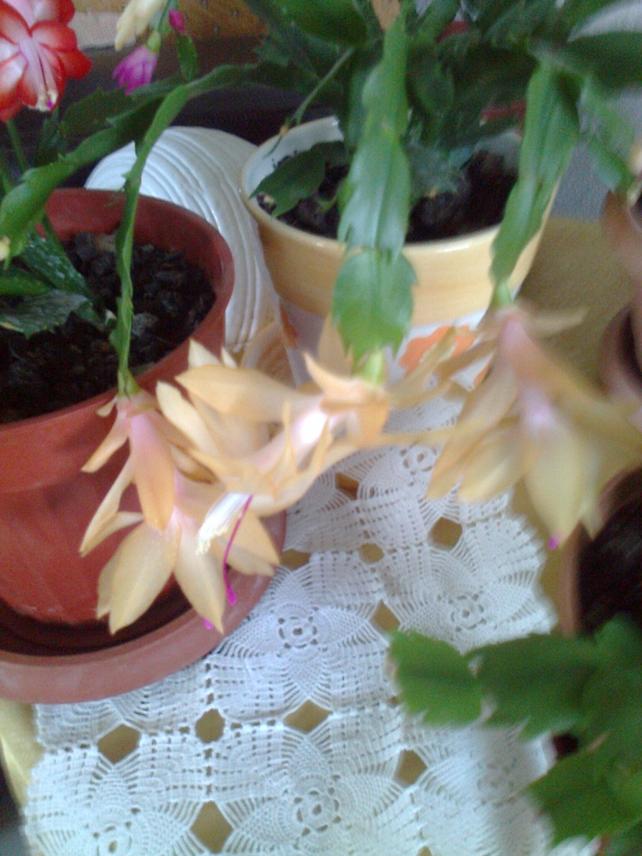Name:  Fotoraf1759.jpg
Views: 583
Size:  70.0 KB