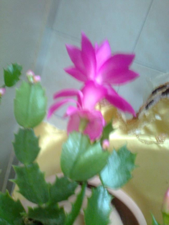 Name:  Fotoraf1752.jpg
Views: 611
Size:  47.0 KB