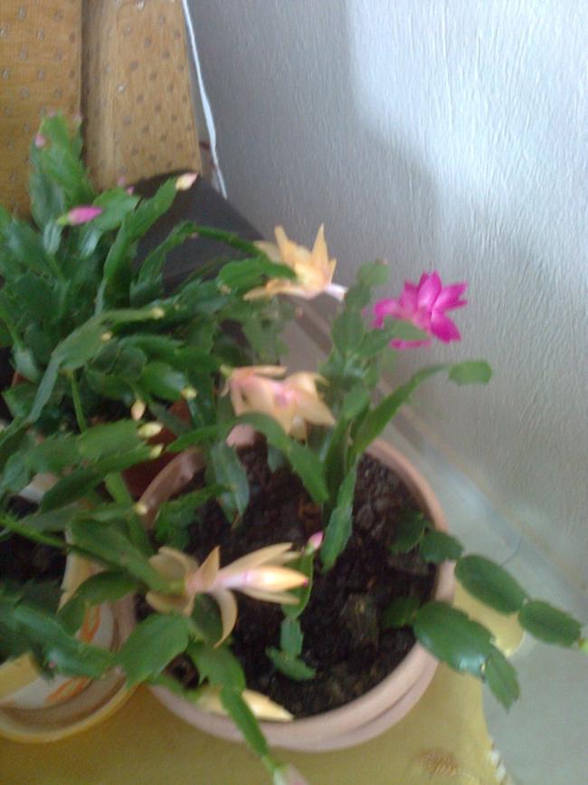 Name:  Fotoraf1753.jpg
Views: 620
Size:  59.5 KB