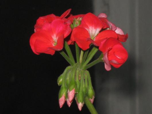 Name:  IMG_3414.jpg
Views: 688
Size:  17.0 KB