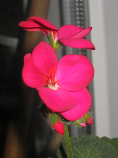Name:  IMG_3503.JPG
Views: 660
Size:  59.0 KB