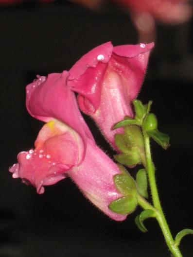 Name:  IMG_3410.jpg
Views: 651
Size:  21.0 KB