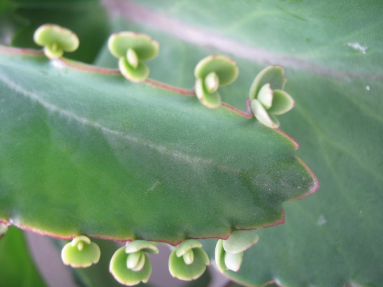 Name:  kalanchoe laetivirens.jpg
Views: 1248
Size:  63.7 KB