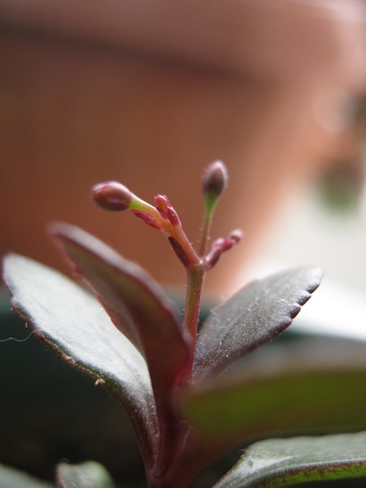 Name:  kalanchoe manginii.jpg
Views: 1179
Size:  65.8 KB