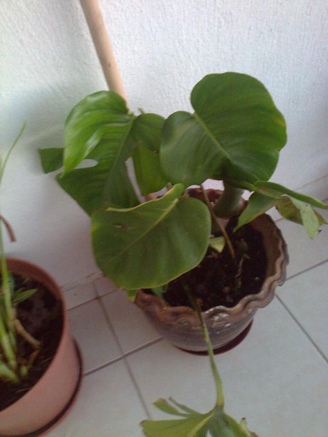 Name:  Fotoraf1802.jpg
Views: 529
Size:  54.3 KB