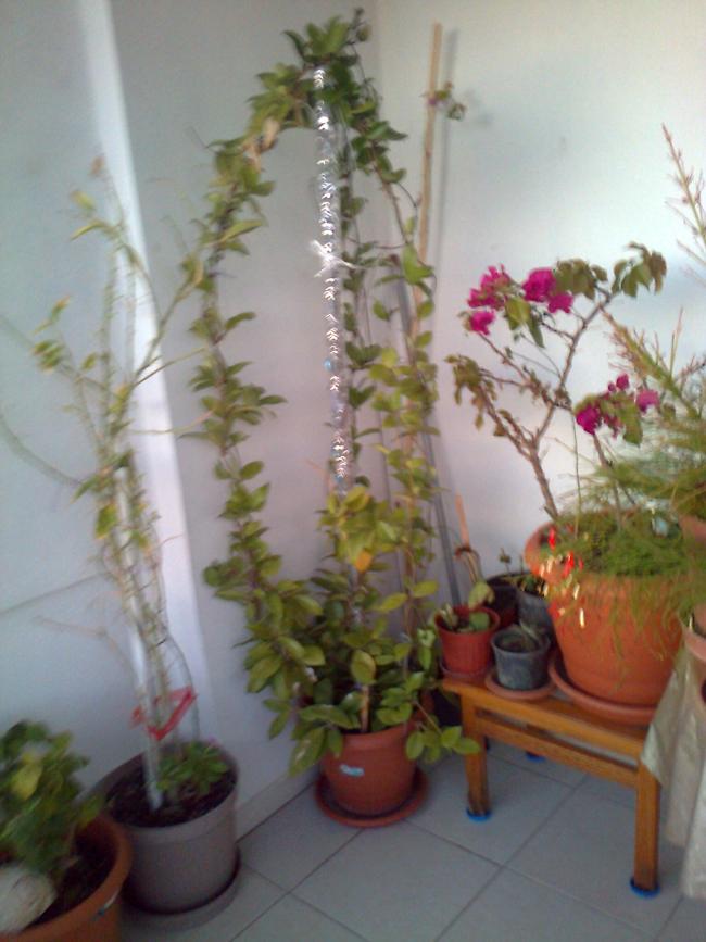 Name:  Fotoraf1800.jpg
Views: 478
Size:  59.5 KB