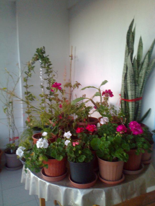 Name:  Fotoraf1805.jpg
Views: 487
Size:  60.0 KB