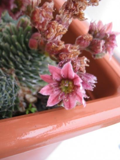 Name:  sempervivum.jpg
Views: 1070
Size:  28.1 KB
