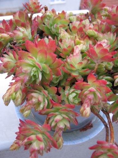 Name:  sedum palmeri.jpg
Views: 1119
Size:  40.2 KB
