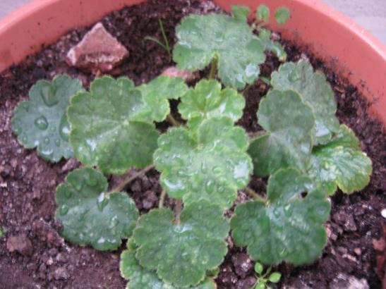 Name:  heuchera.jpg
Views: 1347
Size:  39.2 KB