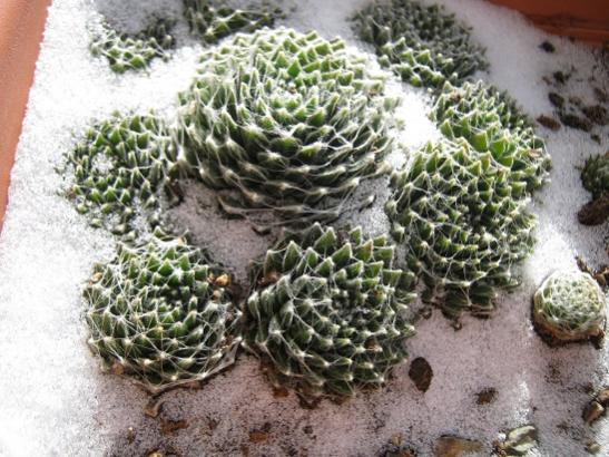 Name:  sempervivum.jpg
Views: 990
Size:  57.6 KB