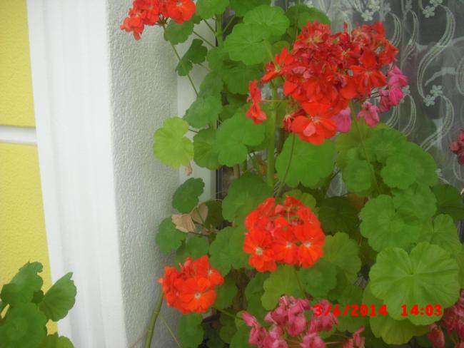 Name:  CIMG6238.jpg
Views: 360
Size:  38.1 KB