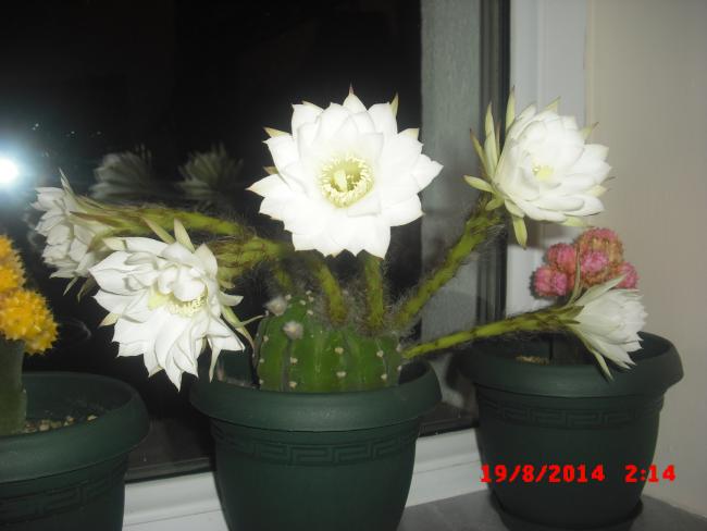Name:  CIMG6611.jpg
Views: 335
Size:  32.1 KB