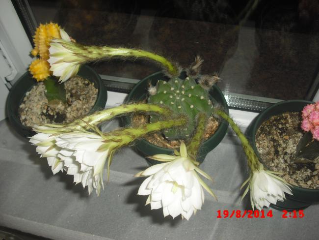 Name:  CIMG6613.jpg
Views: 367
Size:  45.3 KB