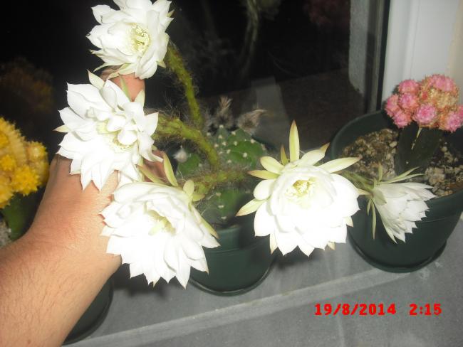 Name:  CIMG6614.jpg
Views: 340
Size:  39.4 KB