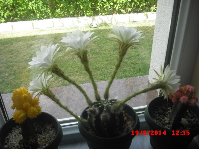 Name:  CIMG6619.jpg
Views: 376
Size:  49.8 KB