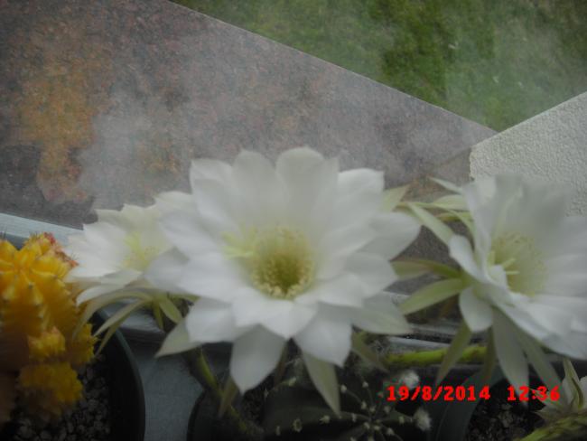 Name:  CIMG6623.jpg
Views: 337
Size:  31.9 KB