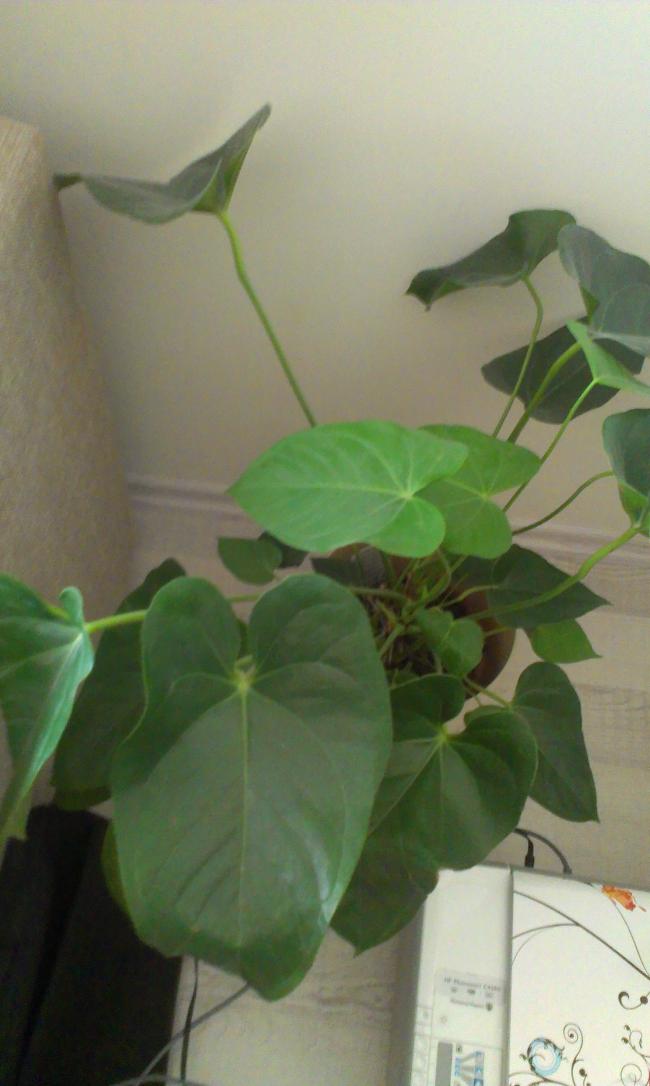 Name:  2015-01-21 11.19.48.jpg
Views: 433
Size:  56.3 KB