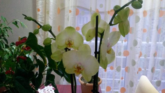 Name:  20150127_072230.jpg
Views: 1957
Size:  33.4 KB