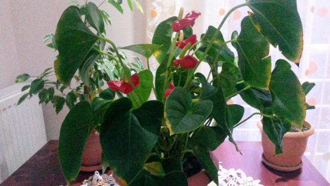 Name:  20150127_072234.jpg
Views: 1893
Size:  40.8 KB