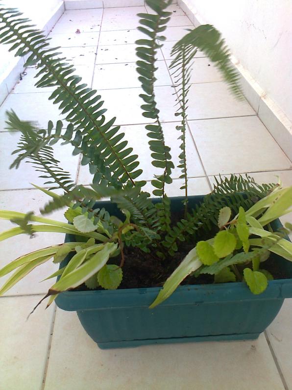 Name:  Fotoraf1894.jpg
Views: 1175
Size:  72.5 KB