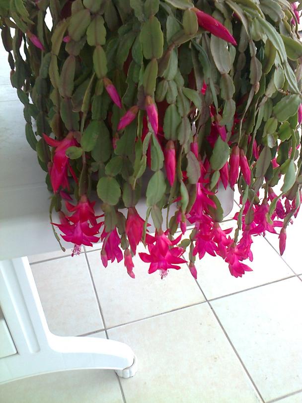 Name:  Fotoraf1903.jpg
Views: 1359
Size:  71.2 KB