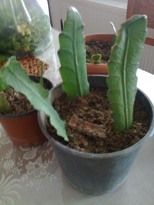 Name:  Fotoraf1961.jpg
Views: 750
Size:  62.6 KB