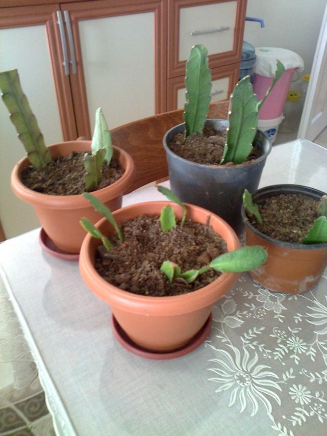 Name:  Fotoraf1968.jpg
Views: 777
Size:  70.5 KB