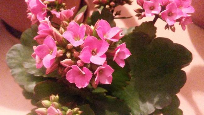 Name:  20150223_203752.jpg
Views: 607
Size:  38.4 KB
